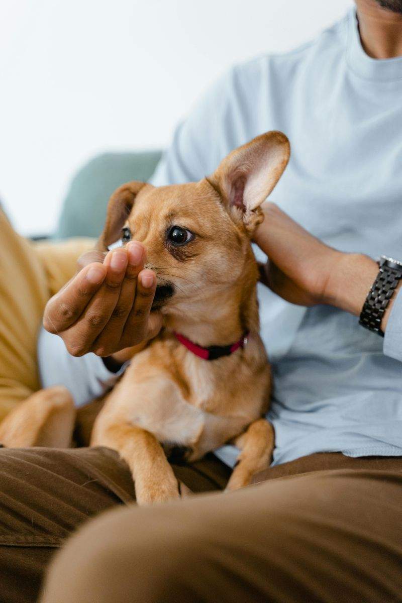 The Benefits of Regular Grooming for Dogs and Cats