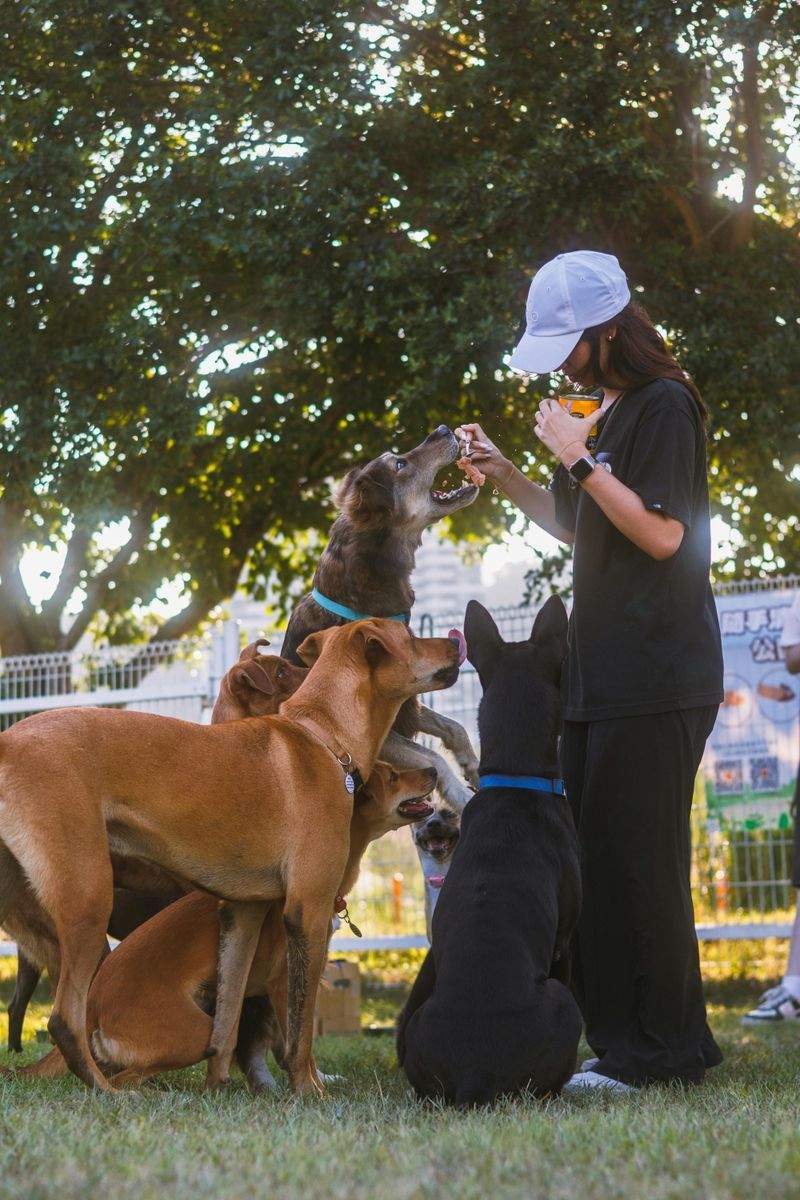 Paws & Harmony Pet Care 11