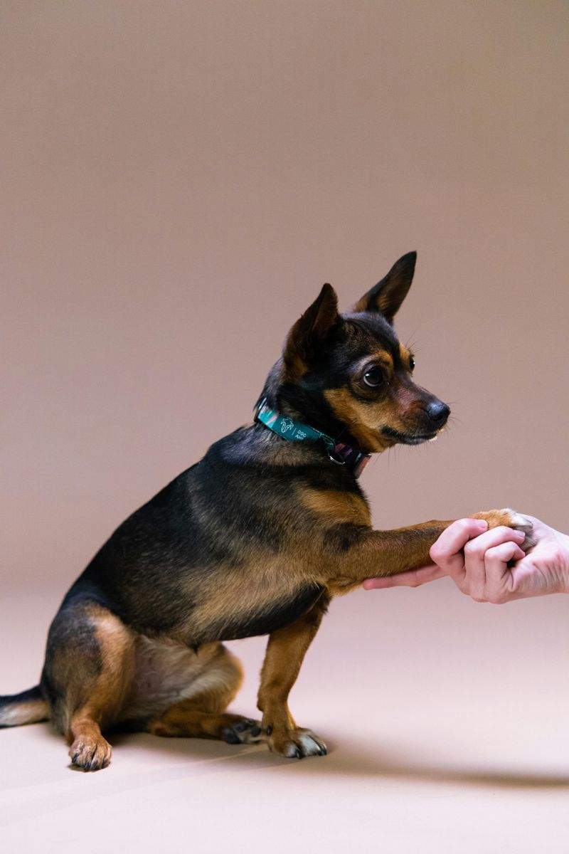 Paws & Harmony Pet Care 5