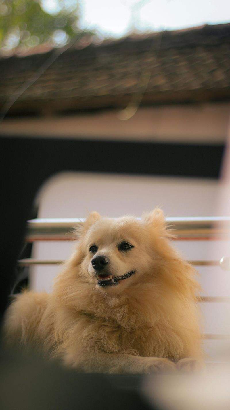 Paws & Harmony Pet Care 8