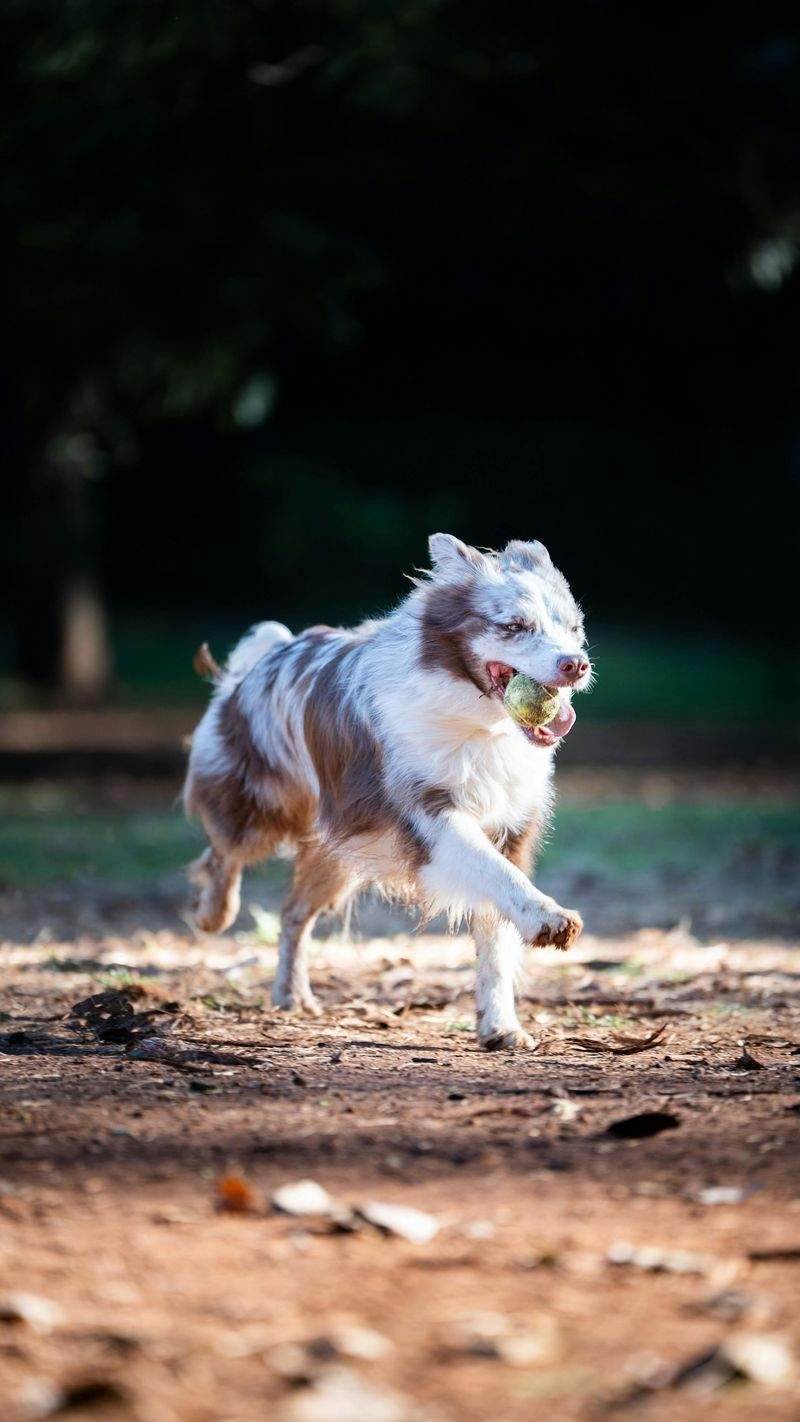 Paws & Harmony Pet Care 9